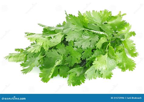 Foglie fresche di coriandolo