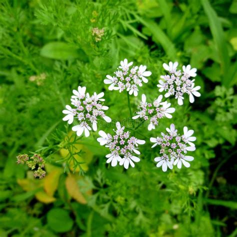 Pianta di coriandolo in fiore