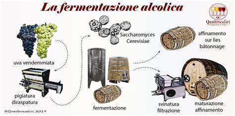Processo di fermentazione del vino