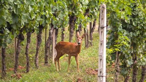 Fauna selvatica in un vigneto biodinamico