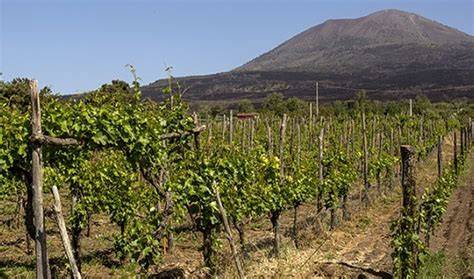 Vigneti alle pendici del Vesuvio