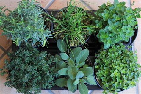 Composizione di diverse erbe aromatiche