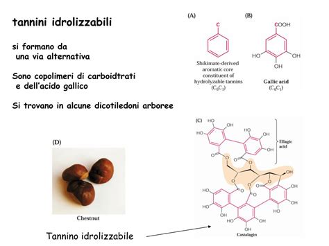 Struttura generica di un tannino idrolizzabile e di un tannino condensato