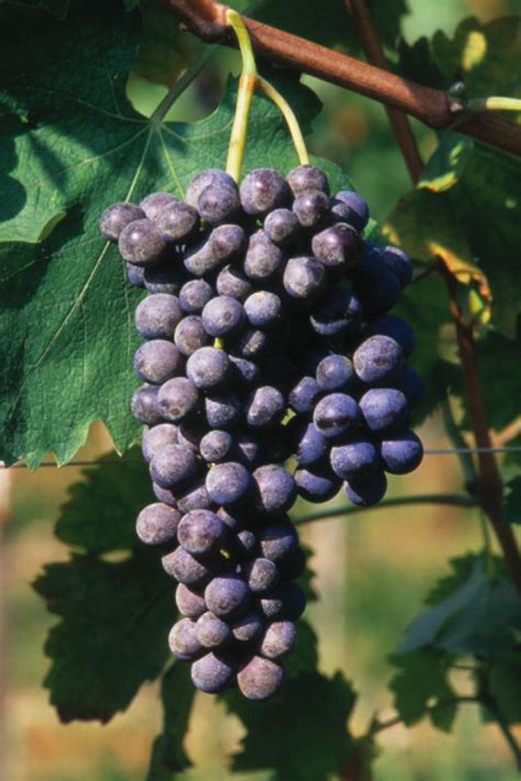 Grappolo di uva Corvina
