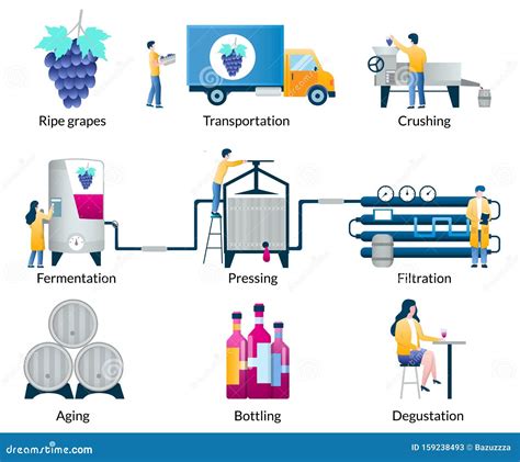 Illustrazione stilizzata del processo di vinificazione: raccolta uva, diraspigiatura, fermentazione, macerazione