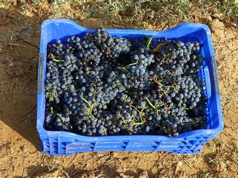 Grappoli d'uva pregiata in fase di raccolta