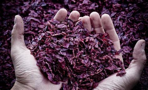 Vinacce fresche pronte per la distillazione