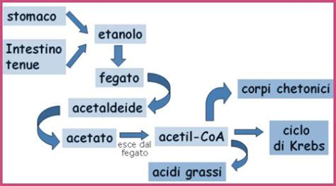 Ciclo di metabolizzazione dell'alcol nel fegato