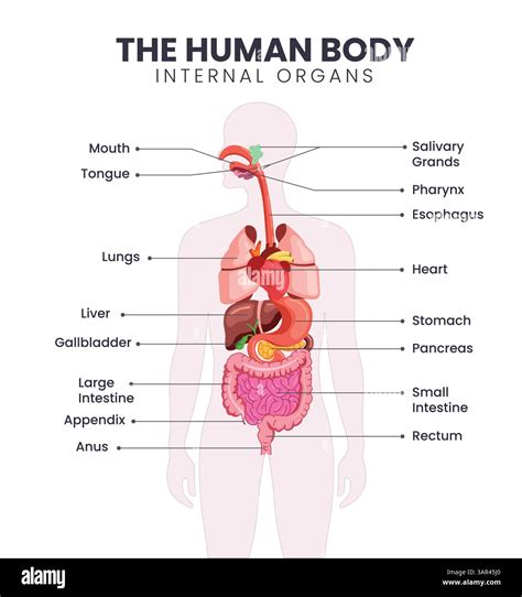 Diagramma degli organi colpiti dall'abuso di alcol