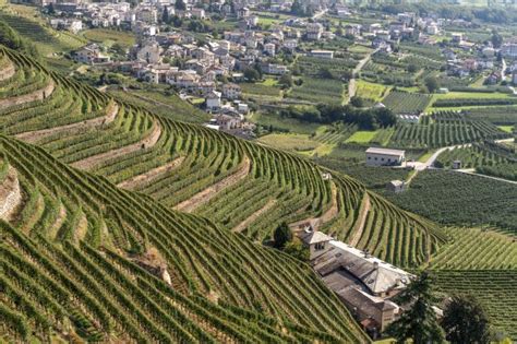 Panorama dei terrazzamenti vitivinicoli della Valtellina