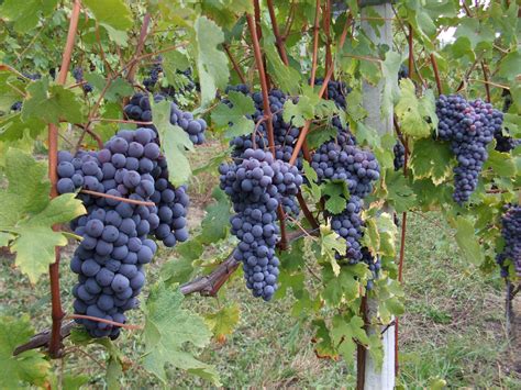 Grappoli di Nebbiolo appassiti in cantina
