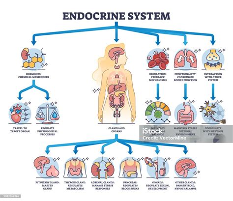 Diagramma del sistema endocrino maschile con enfasi sull'asse ipotalamo-ipofisi-gonadi