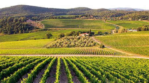Vigneti del Castello di Nipozzano
