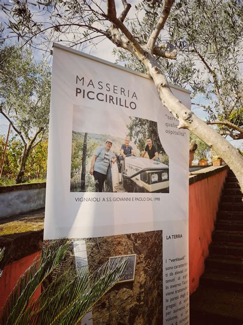 Vigneti della Masseria Piccirillo