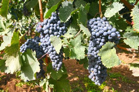Acini di uva Pallagrello Nero e Bianco