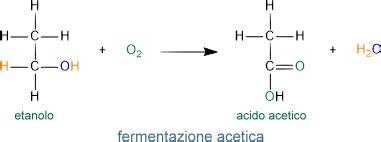 Processo di fermentazione acetica
