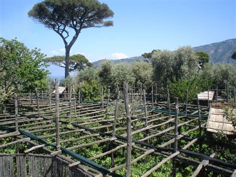 Agrumeti sorrentini con pergolati