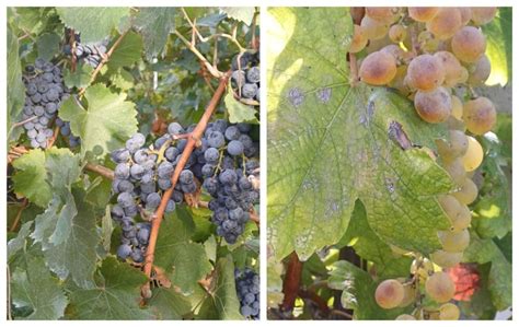 Grappoli di Aglianico e Falanghina