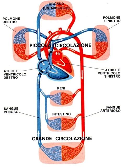 Schema del sistema cardiovascolare umano