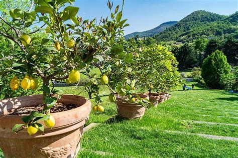 Giardino con alberi di limone carichi di frutti