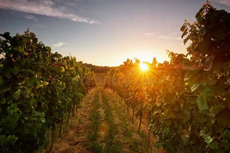 Vigne pugliesi al tramonto