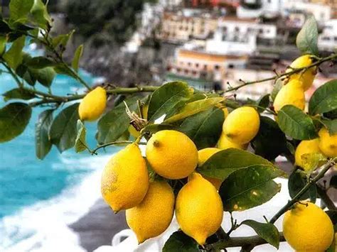 Panorama della Costiera Amalfitana con limoni in primo piano