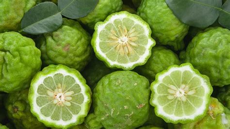 Bergamotti freschi su un albero in Calabria