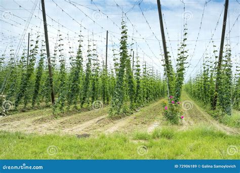 Campo di luppolo al tramonto