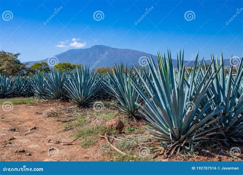 Campo di agave blu nella regione di Tequila