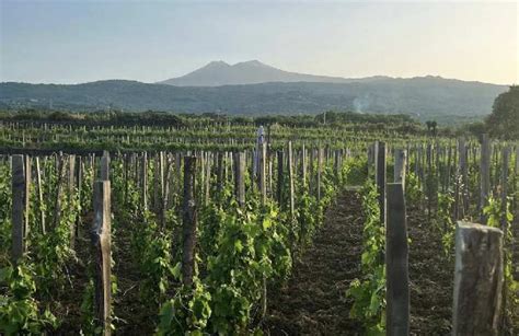 Vigneti terrazzati alle pendici dell'Etna