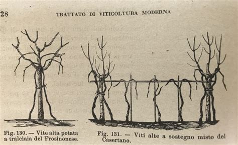 Vite maritata con pioppi nell'Agro Aversano