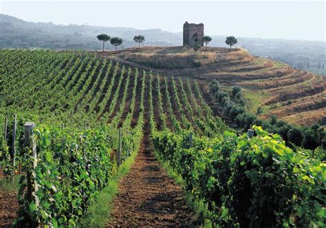 Vigneti del Lazio con i Castelli Romani sullo sfondo