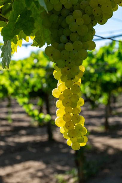 Grappoli di Moscato Bianco