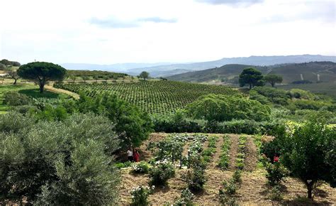 Tasca d'Almerita vineyards in Sicily