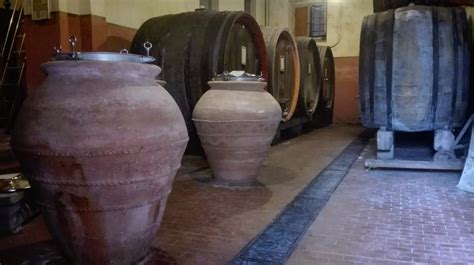 Anfore di terracotta interrate in una cantina