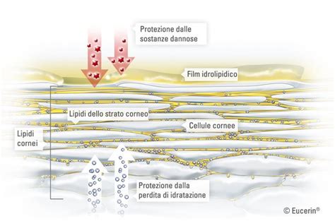 Schema illustrativo della barriera cutanea e della penetrazione microbica