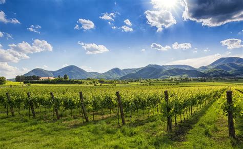 Vigneti sui Colli Euganei