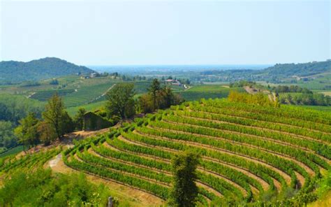 Vigneti terrazzati del Collio