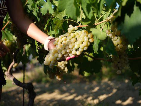 Uva che viene raccolta in vigna