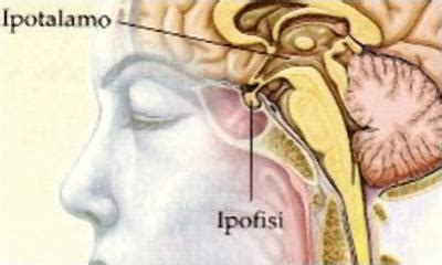 Diagramma del sistema endocrino che mostra ipotalamo e ipofisi