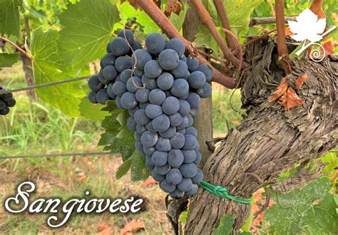 Grappoli di Nebbiolo maturi su un tralcio