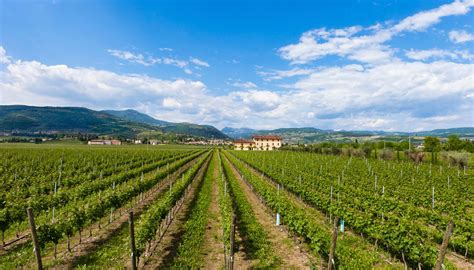 Vigneti terrazzati nella Valpolicella