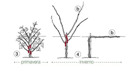 Diagramma che illustra le fasi della potatura di allevamento della vite