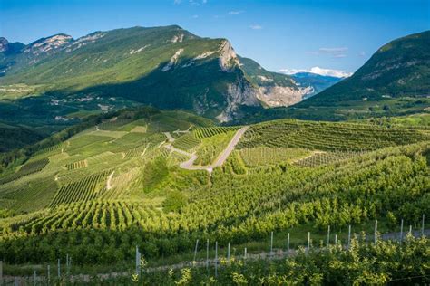 Vigne di Traminer in Trentino-Alto Adige