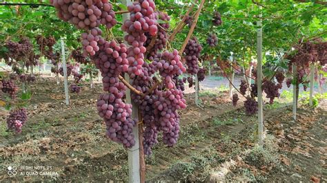Coltivazione di uva rossa in Giappone