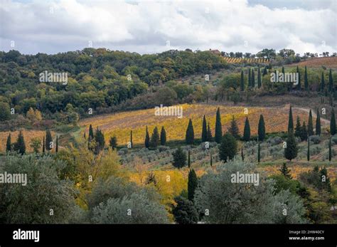 Vigneti terrazzati sulle colline di Montalcino