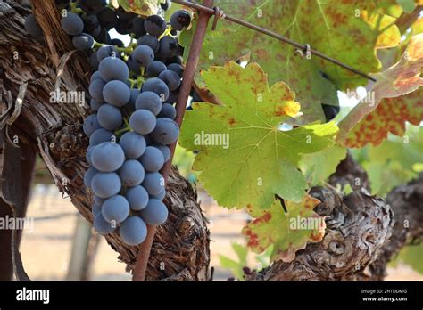 Grappolo di uva Cabernet Sauvignon