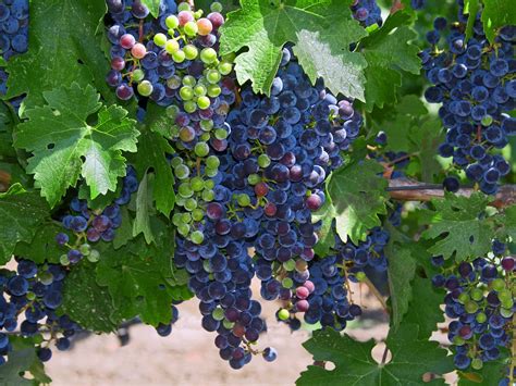Marzemino grapes on the vine