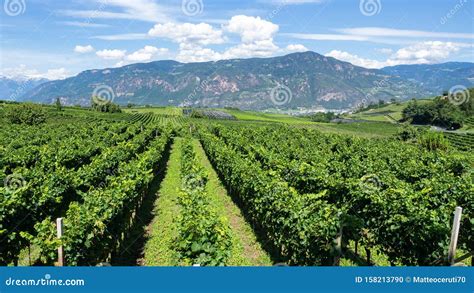 Alto Adige vineyards landscape