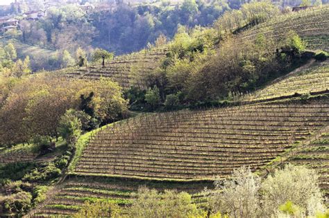 Vigneti terrazzati su un pendio collinare con suolo argilloso